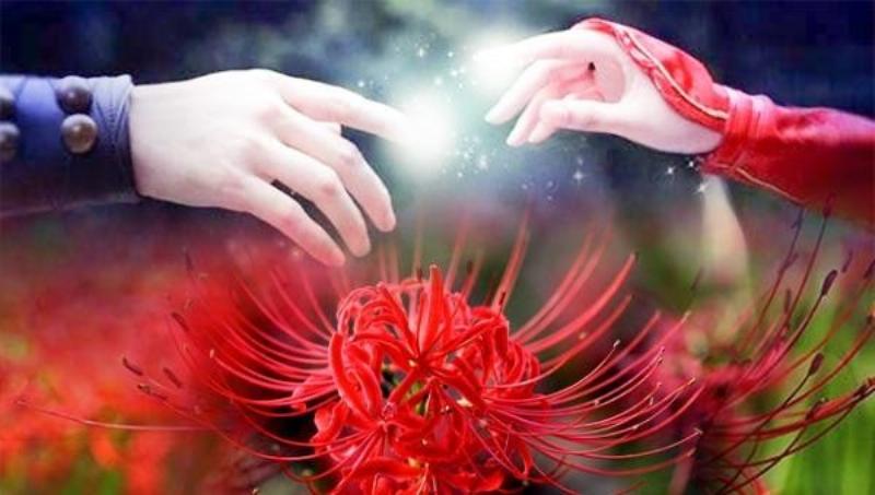Hoa bỉ ngạn đỏ rực rỡ khoe sắc dưới ánh hoàng hôn, vẻ đẹp bí ẩn của ly biệt và hồi ức